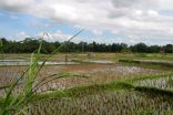 indonesie_A_07_2006_394h.jpg
